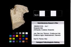 Foto (Objekt + Etikett) von Decapoda indet.  (NHMW-GEO-1990-0041-3184)